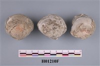 藏品(貝類化石)的圖片